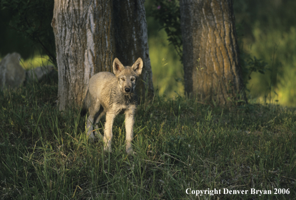 Gray wolf pup in habitat.