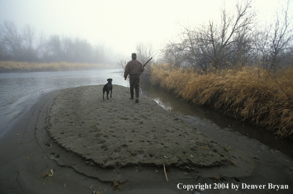 Waterfowl hunter walking with black Lab. 