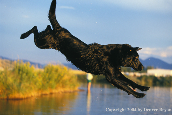 Black Labrador Retriever leaping into water