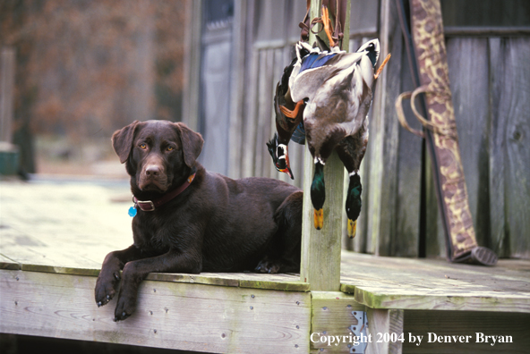 Chocolate Labrador Retriever with bagged ducks.