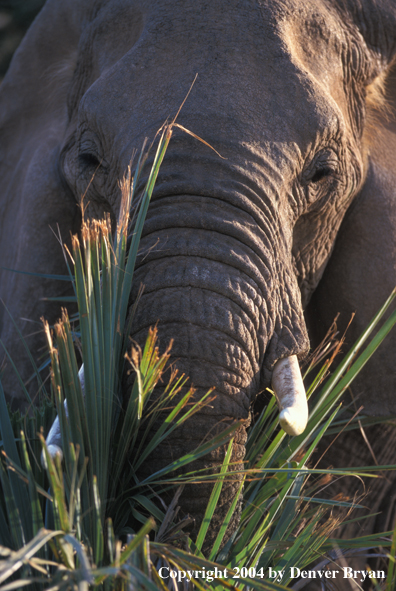 African elephant in habitat (closeup).