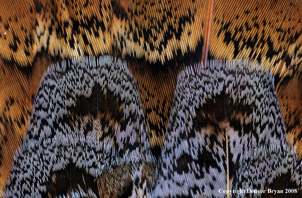 Close-up of ruffed grouse feathers