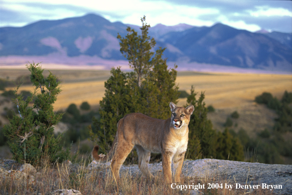 Mountain lion in habitat