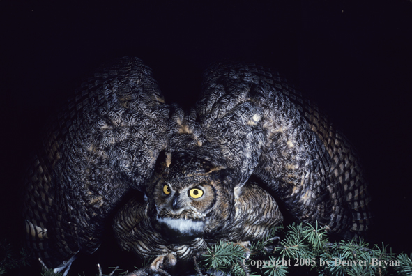 Great horned owl in defensive posture.