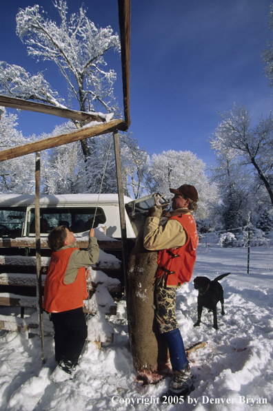 Father and son hunters hanging a white-tailed buck in winter with black lab.