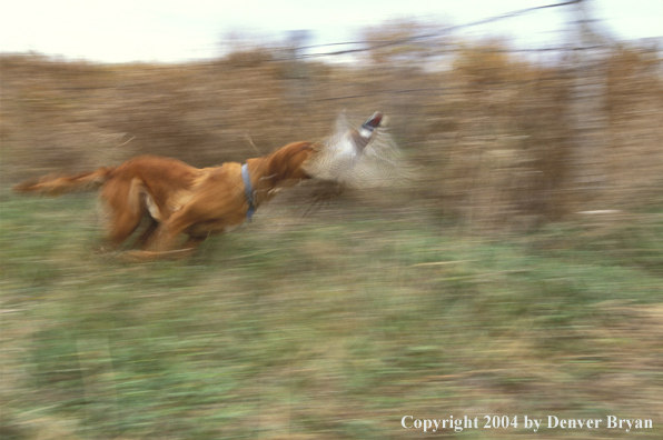 Golden Retriever chasing pheasants.  