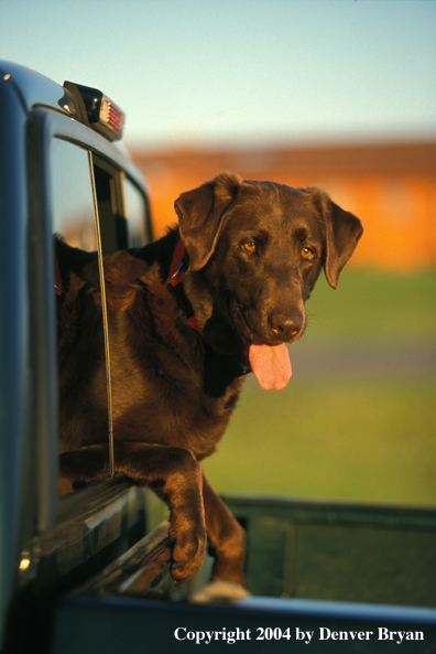 Chocolate Labrador Retriever hanging out of pickup window