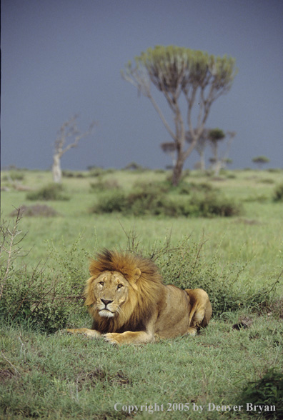 African lion bedded in field.