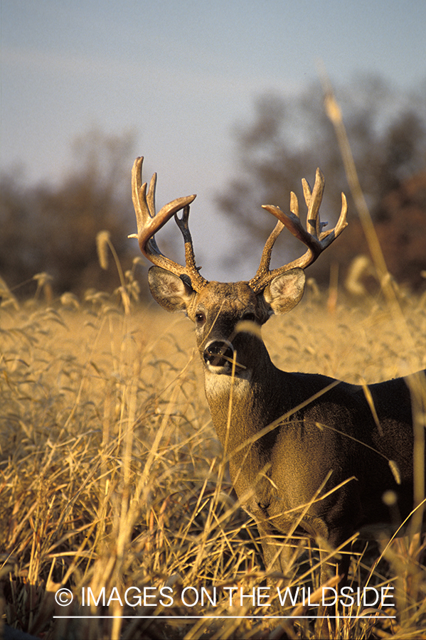 Whitetail deer in habitat.