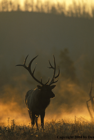 Bull elk in habitat.