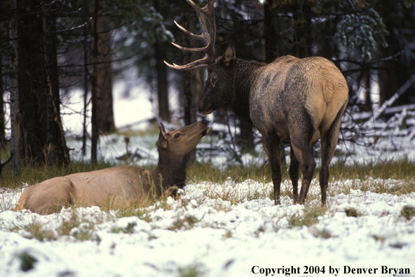 Elk in habitat.