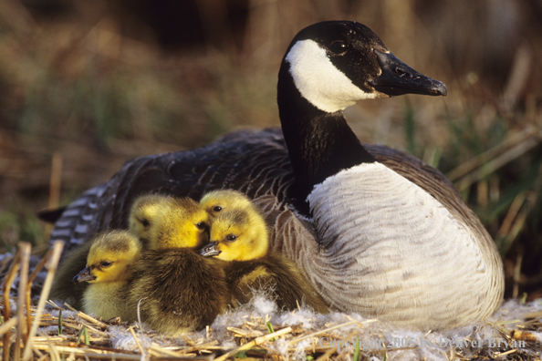 Canada goose on nest with newly hatched goslings.