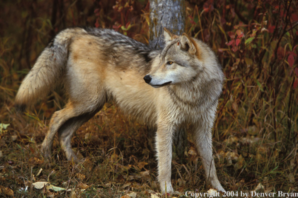 Gray wolf in habitat.