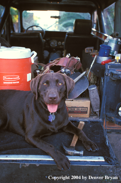 Chocolate Labrador Retriever laying on tailgate