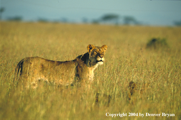 Female African lion in habitat.  Africa