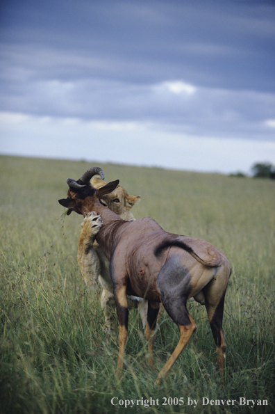 African lioness attacking topi.