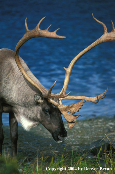 Caribou bull in habitat.