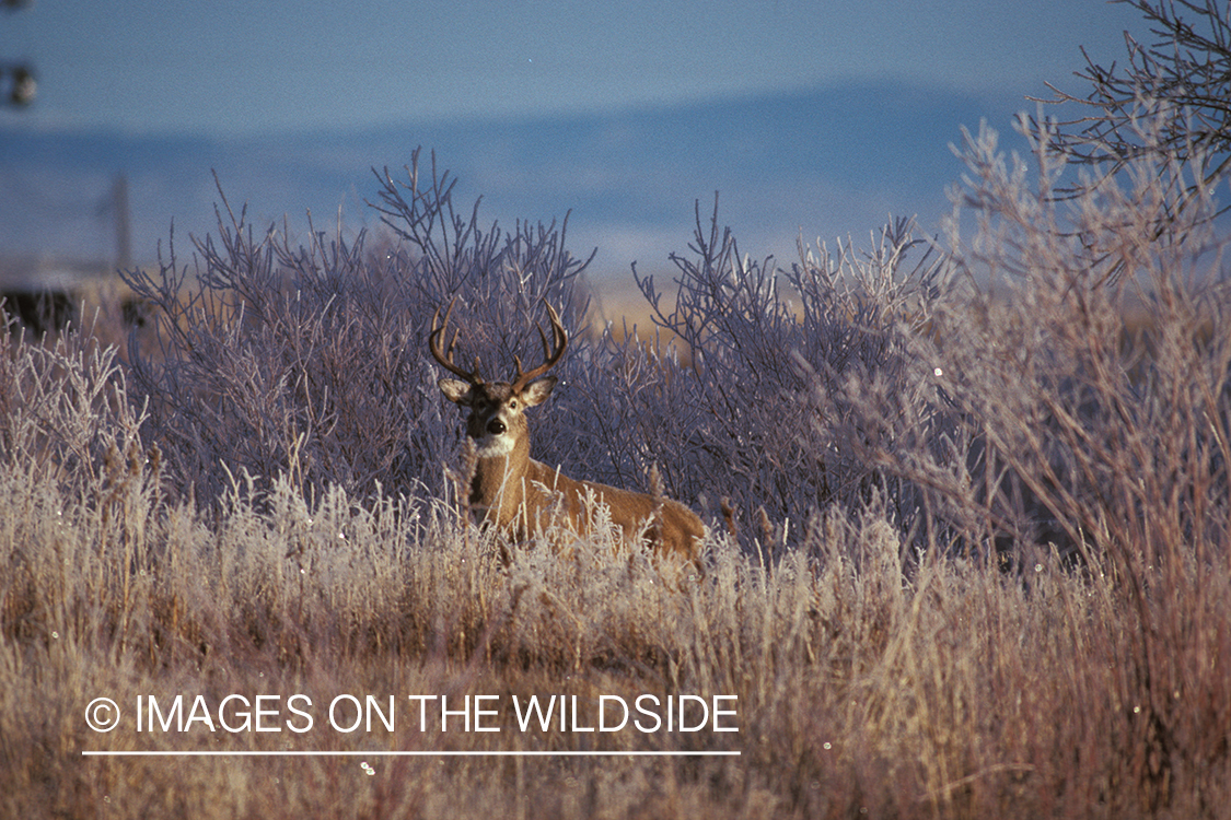 Whitetailed deer in habitat