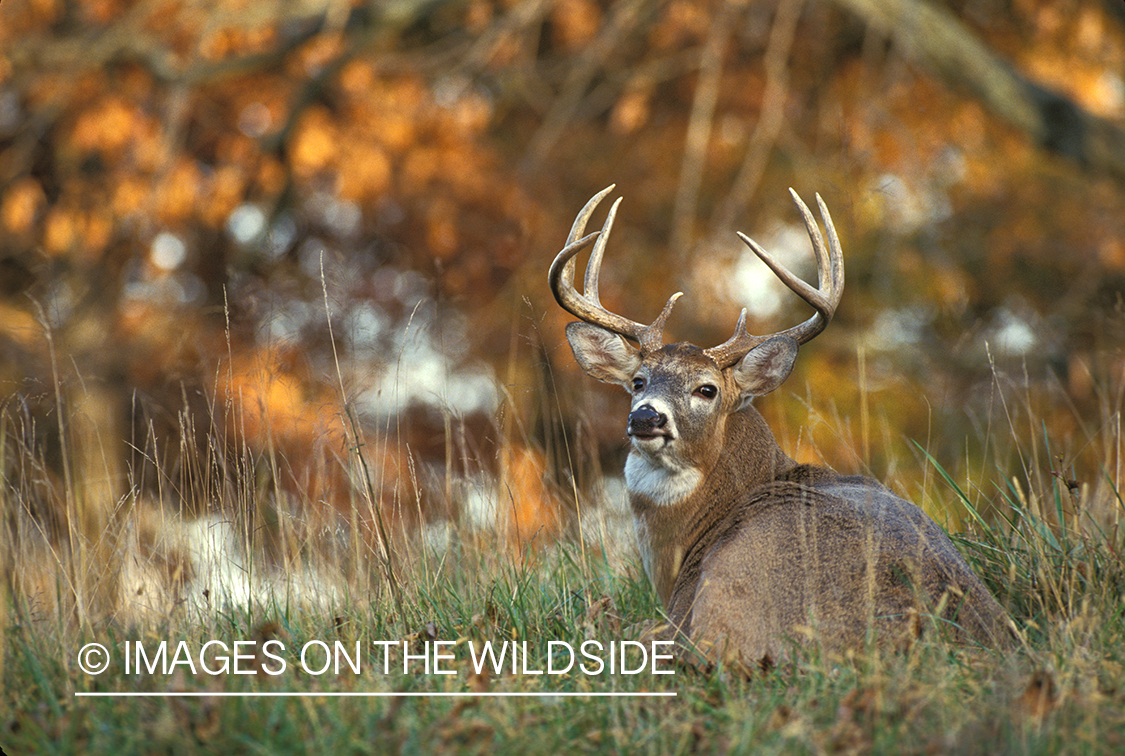 Whitetailed deer bedded down.