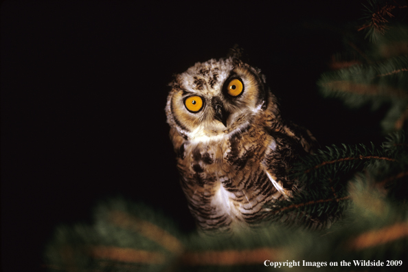 Great Horned owl in habitat