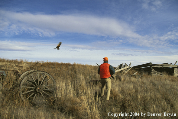 Upland bird hunter shooting at pheasant.