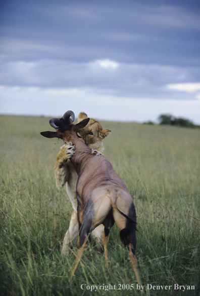 African lioness attacking topi.