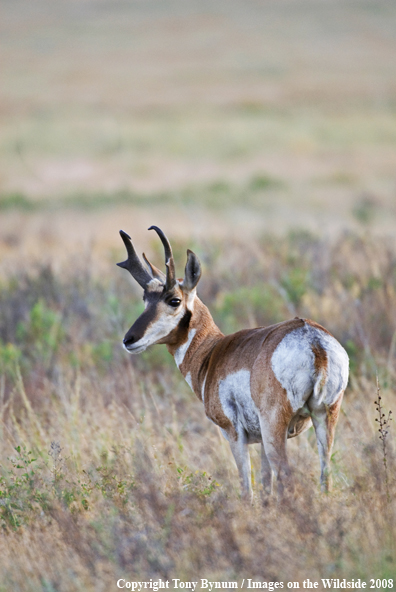 Antelope Buck in field