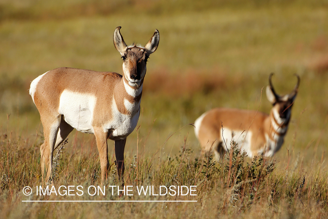 Pronghorn Antelopes in habitat. 