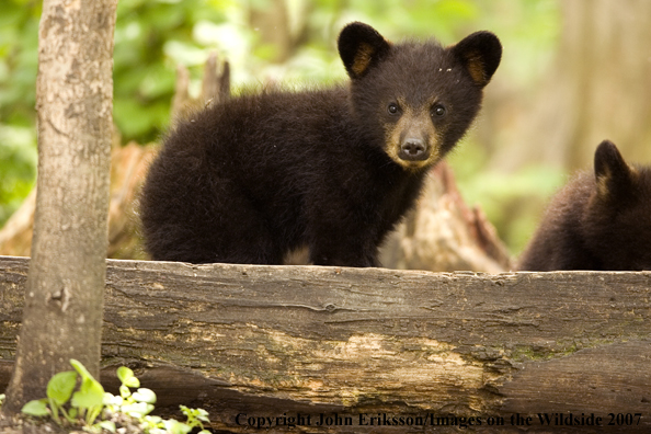 Black bear cub in habitat