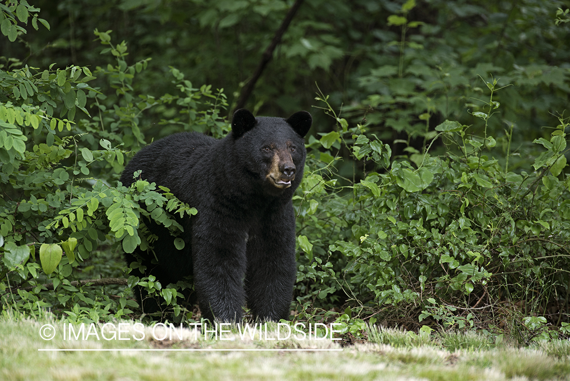 Black Bear in habitat. 