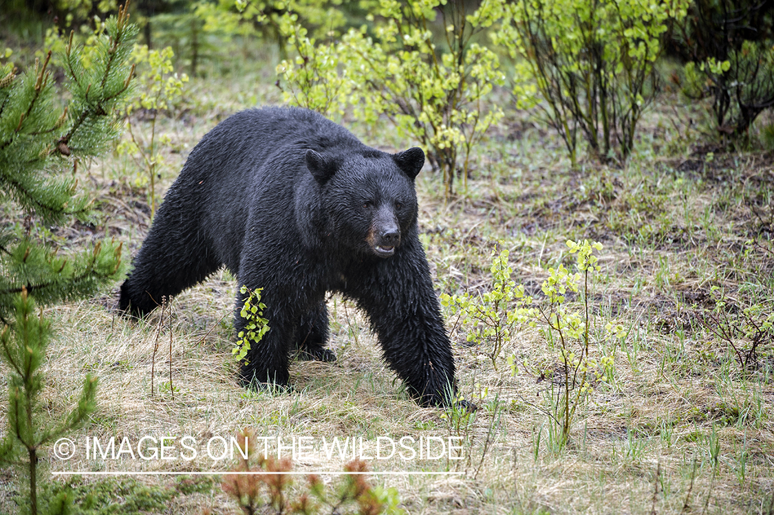 Black bear in habitat.