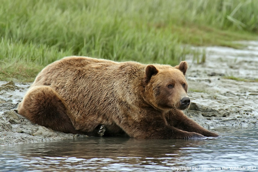 Brown Bear in habitat.