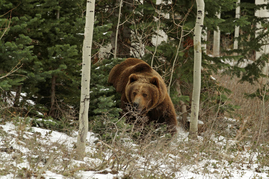 Grizzly Bear in habitat.