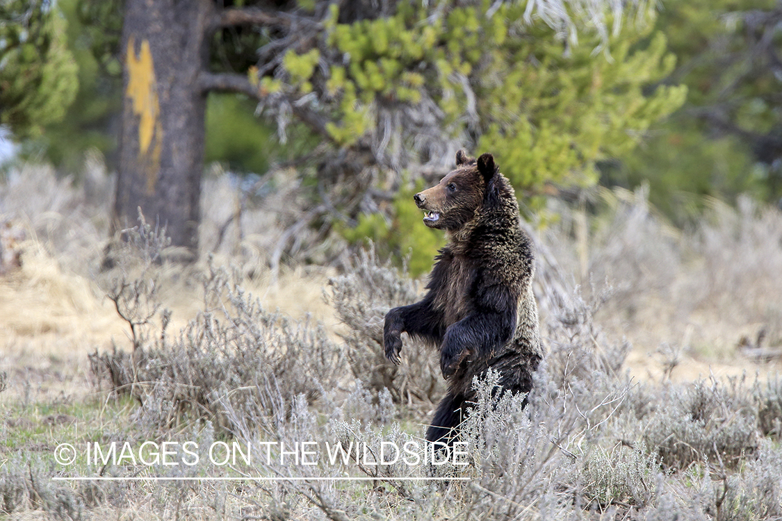 Grizzly Bear in habitat.