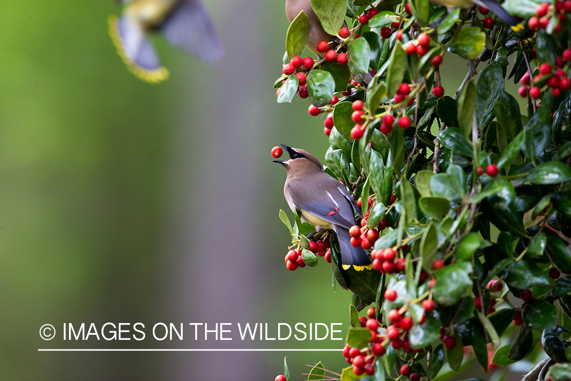 Cedar waxwing eating berry. 