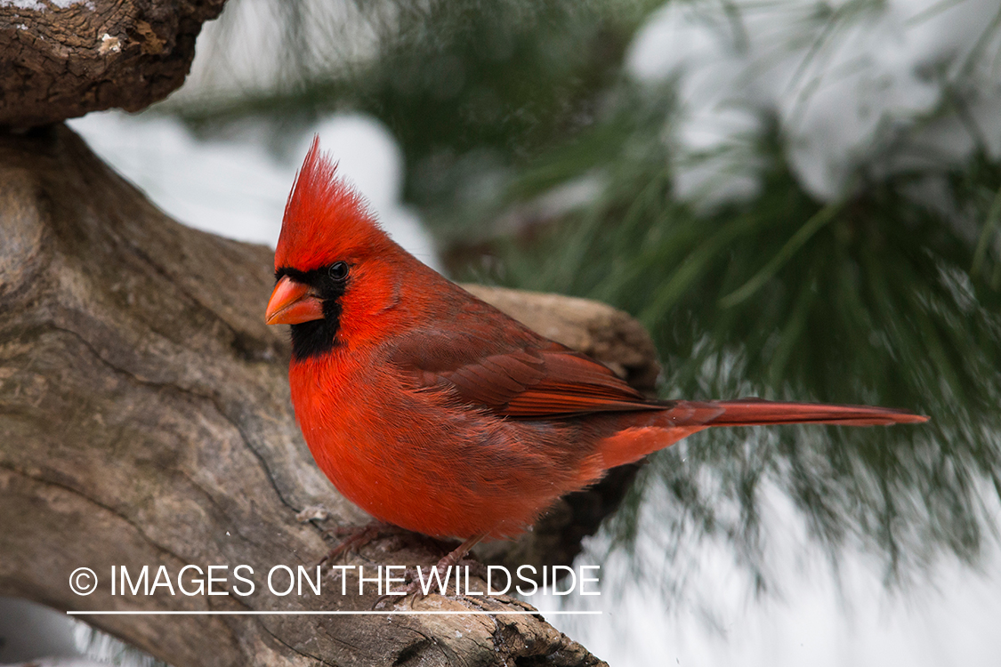 Northern cardinal in habitat.