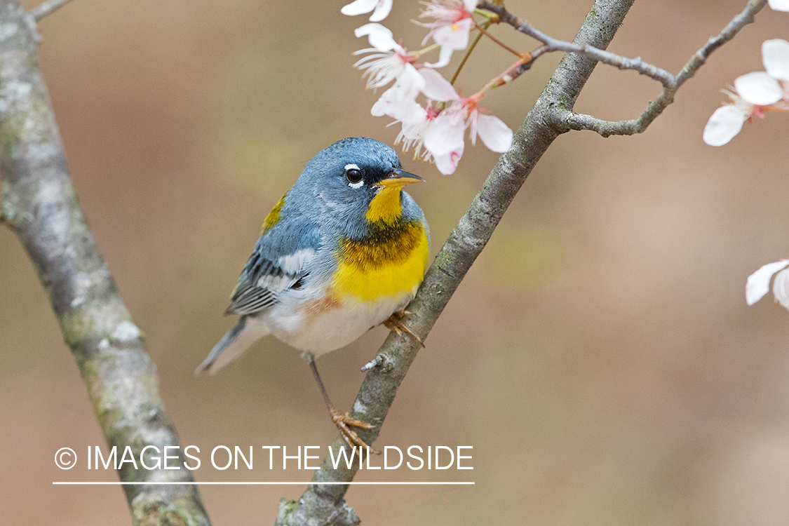 Northern Parula on branch.