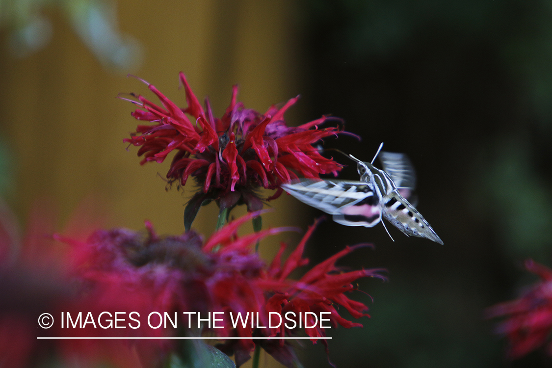 White-lined Sphinx moth flying by red flowers.