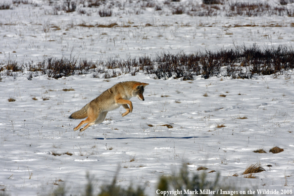 Coyote