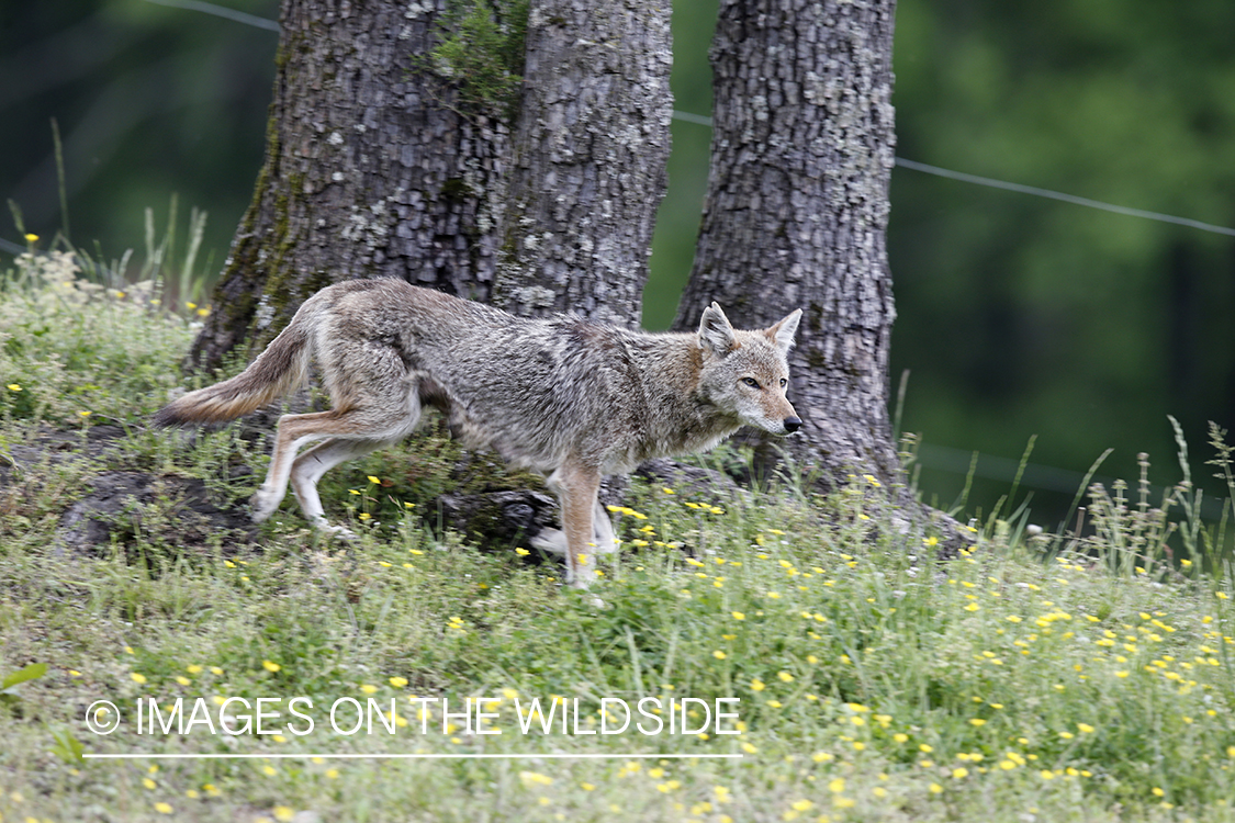 Coyote in habitat.