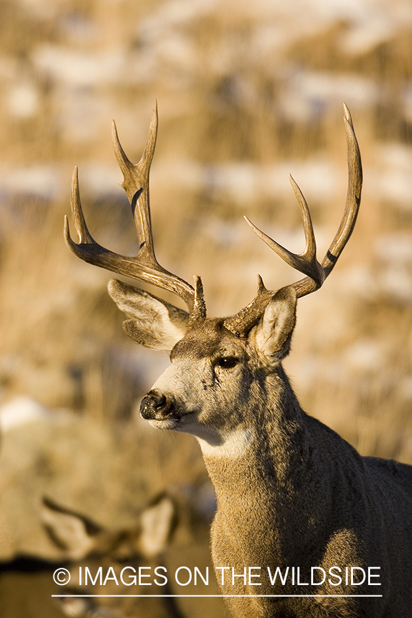 Mule deer in habitat.