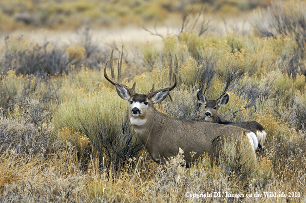 Mule deer in habitat