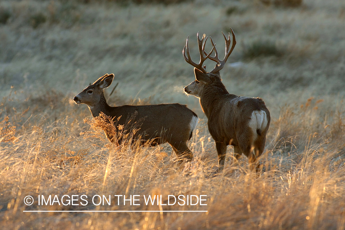 Mule deer buck in habitat. 