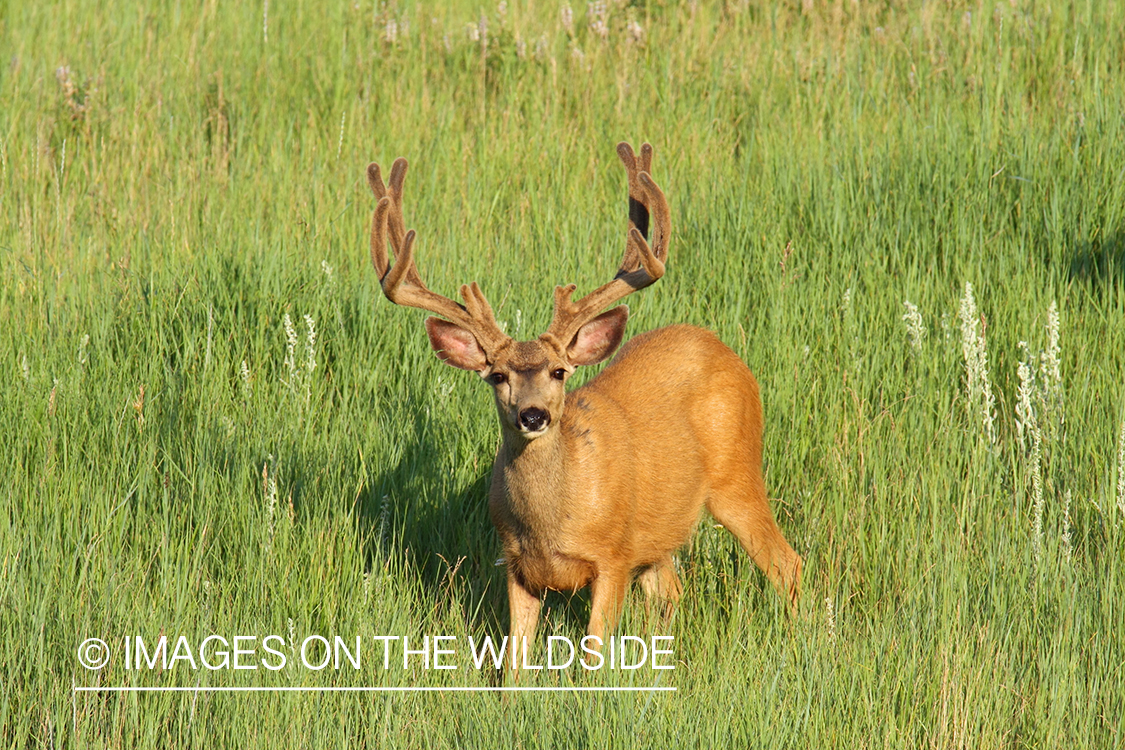 Mule deer buck in habitat. 