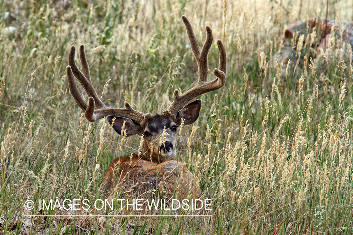 Mule Deer buck in habitat.