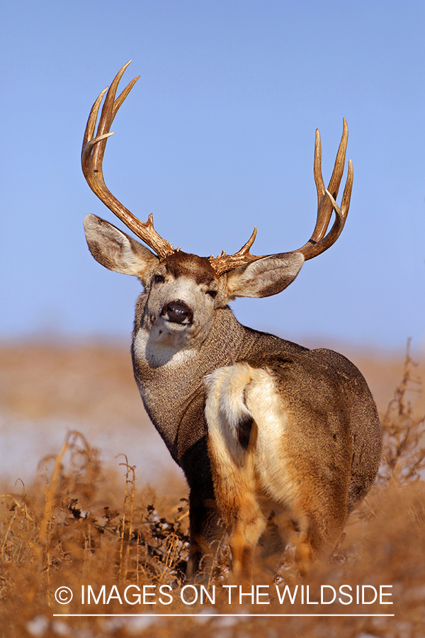 Mule deer buck in habitat.