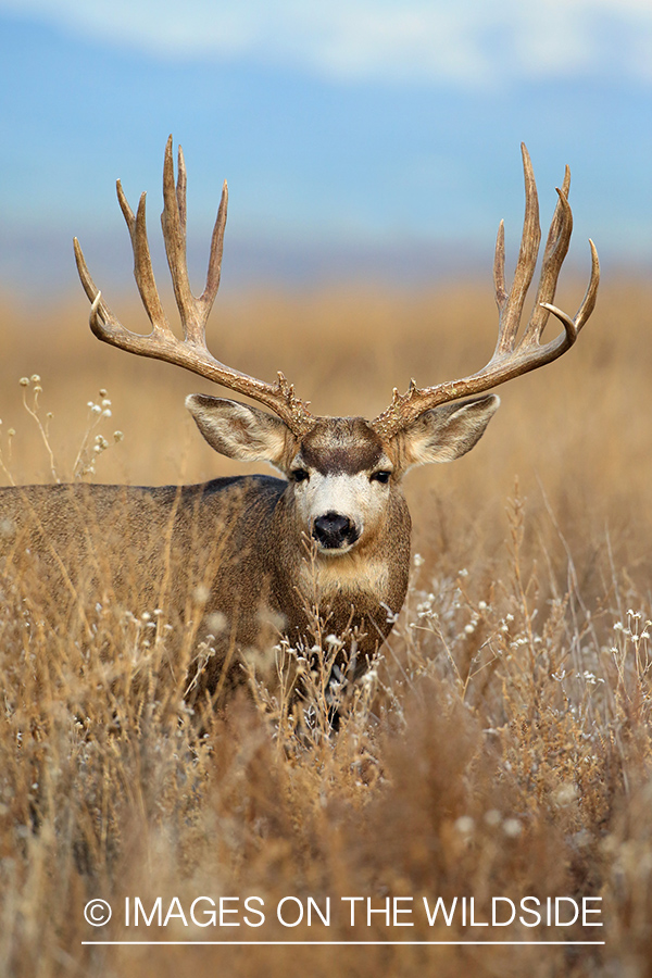 Mule deer buck in habitat. 