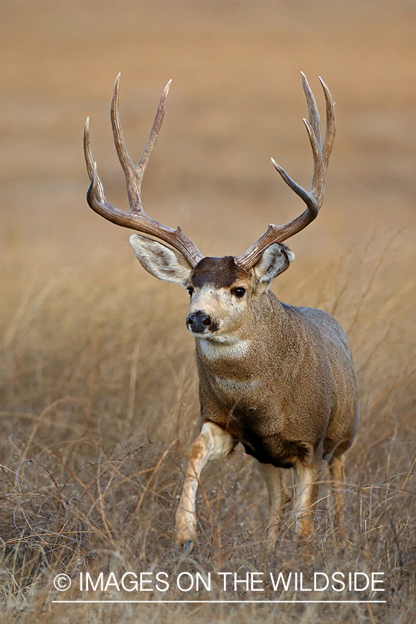 Mule deer buck in field.