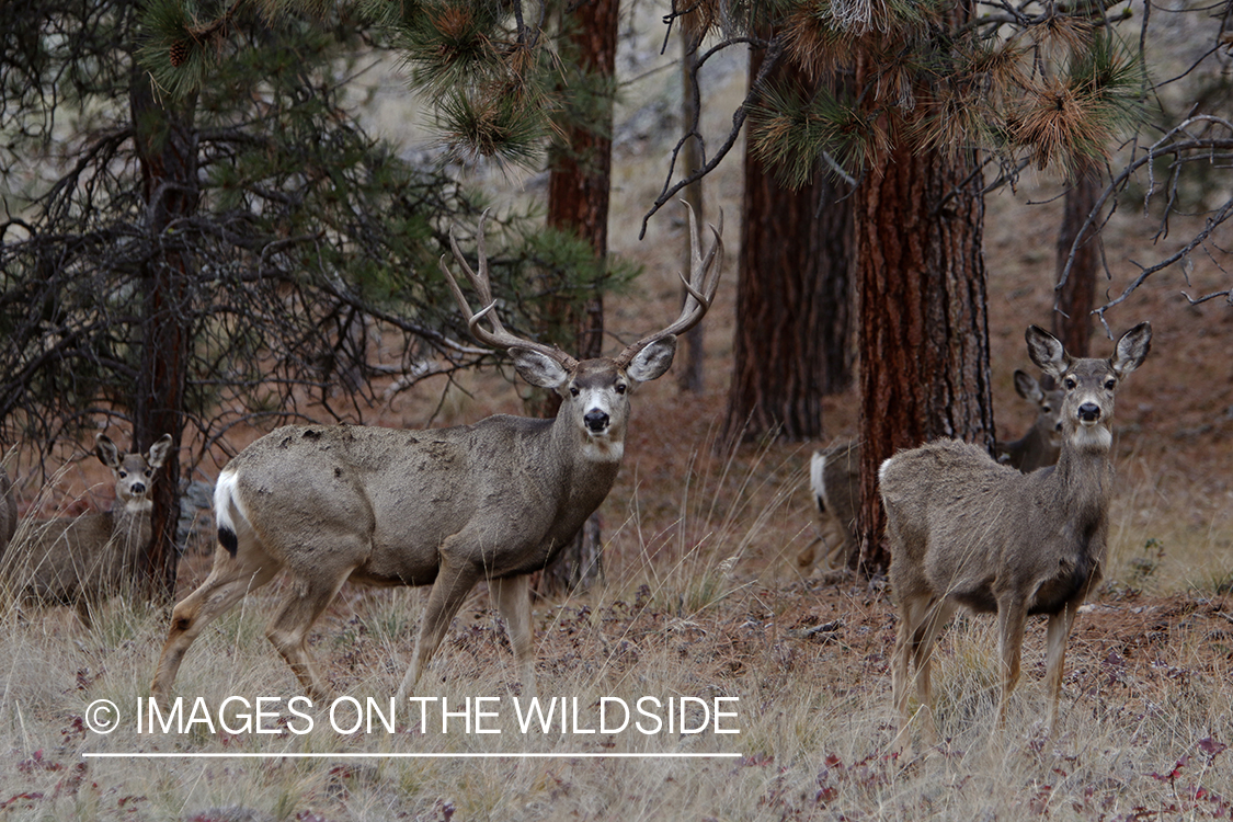 Mule deer buck with doe in field.