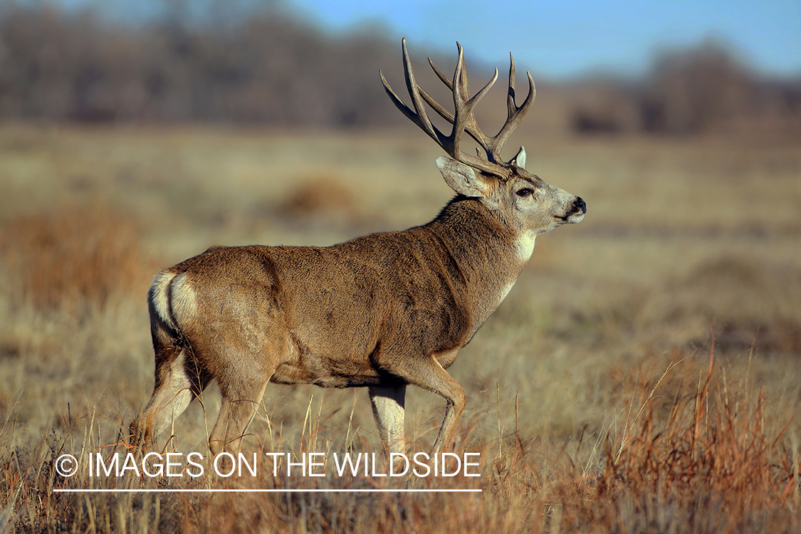 Mule deer buck in field.